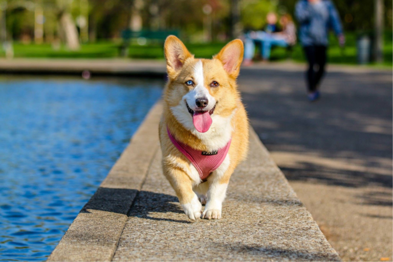 Is the Pavement Too Hot to Walk Your Dog?