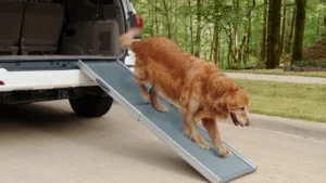 Read more about the article 12 Great Dog Ramps