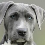 Fun Facts about Dogs