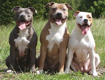 Read more about the article Myths About Pit bulls
