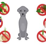 Toxic Food for Dogs